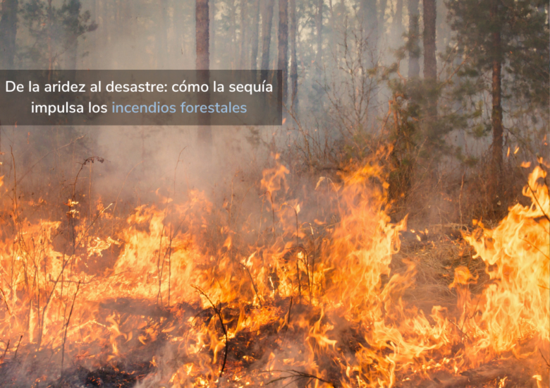 De la aridez al desastre: cómo la sequía impulsa los incendios forestales