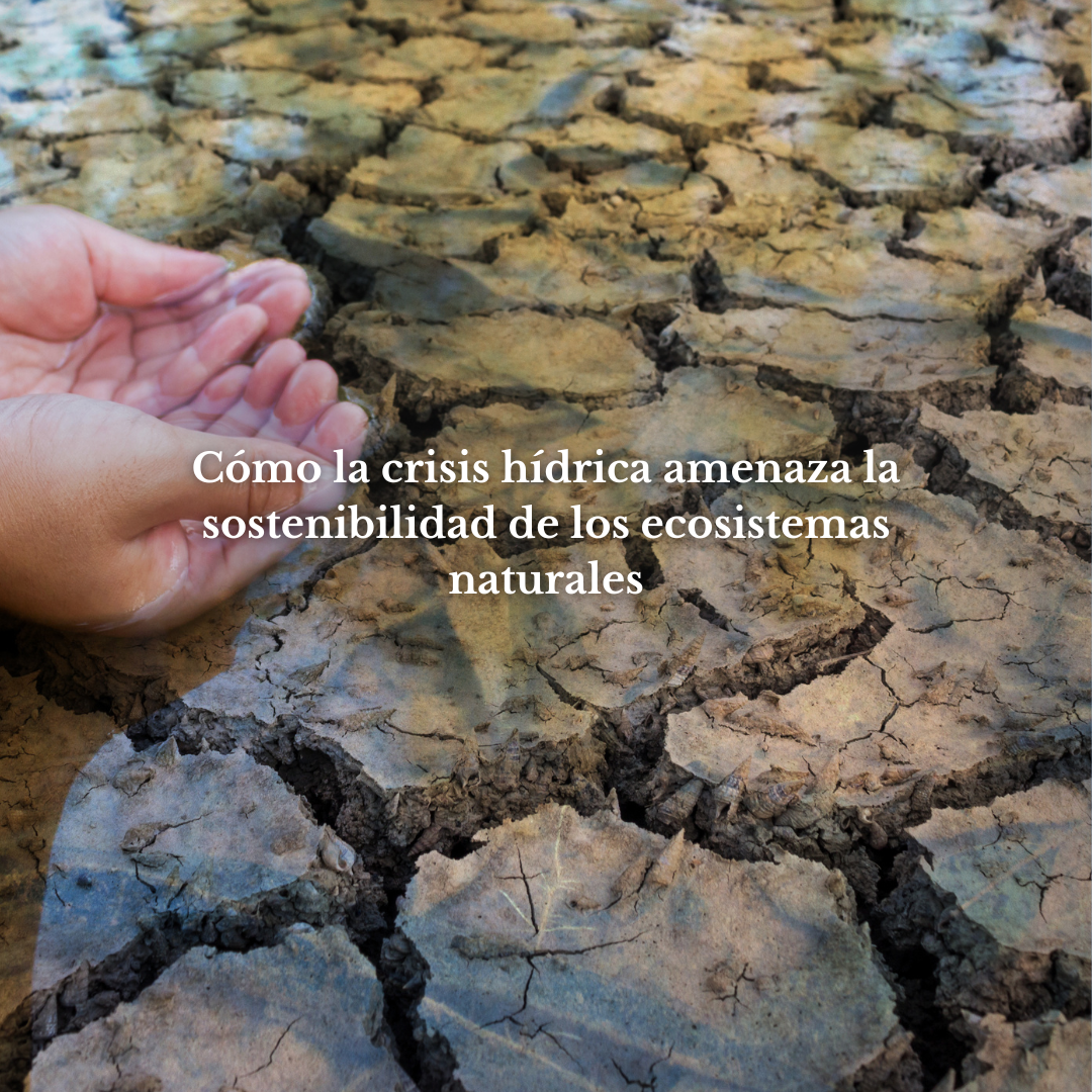 Cómo la crisis hídrica amenaza la sostenibilidad de los ecosistemas naturales